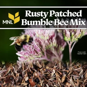 Rusty patched bumble bee native seed mix with wildflowers for Midwest pollinator habitat