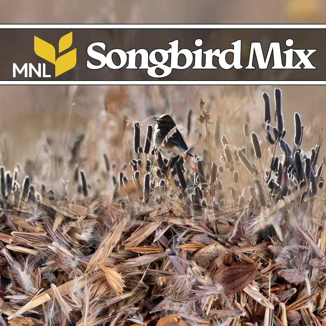 Songbird native seed mix with prairie grasses supporting Midwest bird habitat