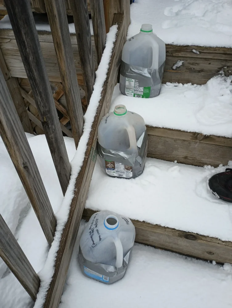 Milk jug seed containers placed on snowy steps for outdoor winter stratification of native plant seeds