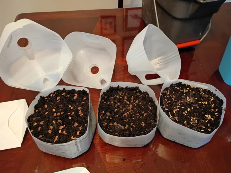 Milk jug containers filled with soil and native seeds ready for DIY winter sowing