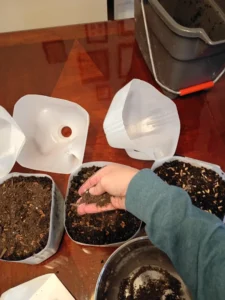 Lightly covering native seeds with soil in milk jug containers for winter sowing
