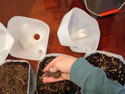 Lightly covering native seeds with soil in milk jug containers for winter sowing