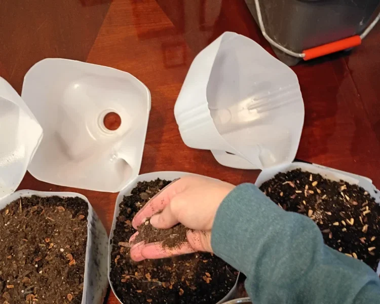 Lightly covering native seeds with soil in milk jug containers for winter sowing