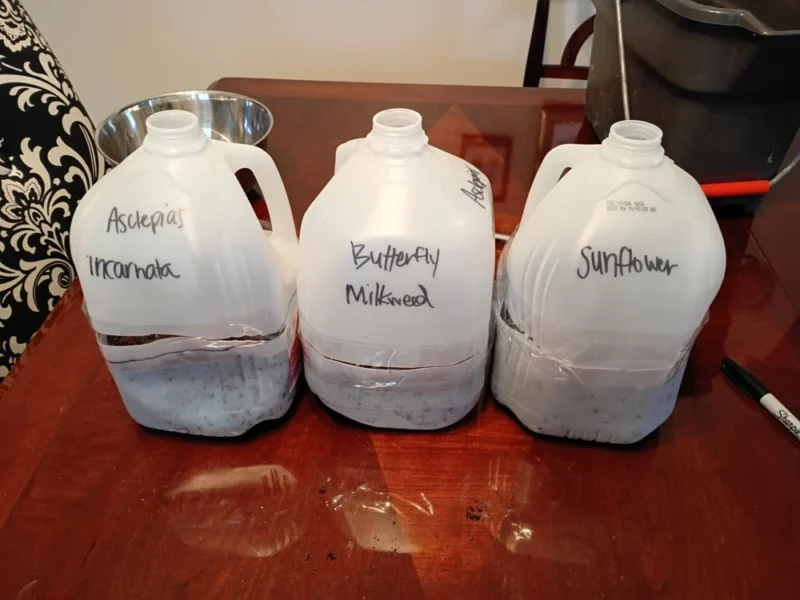 Labeled milk jug containers prepared for DIY winter sowing of native seeds