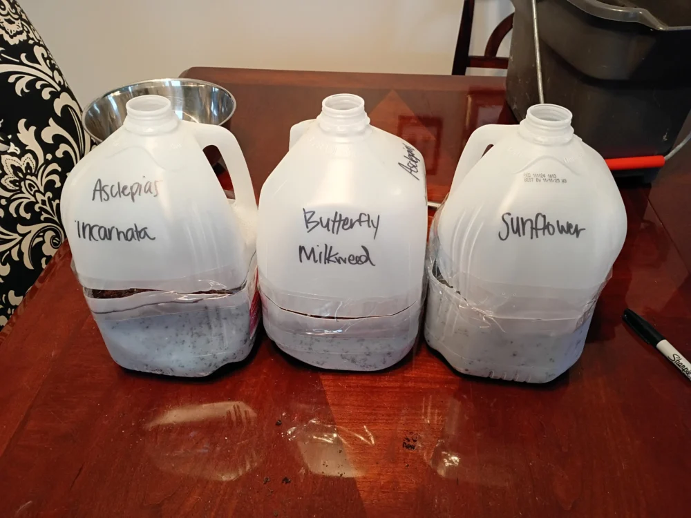 Labeled milk jug containers prepared for DIY winter sowing of native seeds