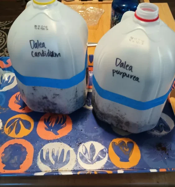 Cut plastic milk jugs being prepared as DIY containers for winter sowing native plant seeds indoors