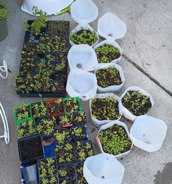 DIY winter sowing containers filled with native plant seedlings using recycled milk jugs and seed trays for ecological restoration projects in the Midwest