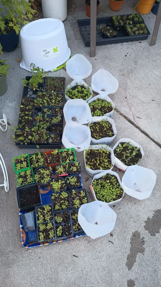 DIY winter sowing containers filled with native plant seedlings using recycled milk jugs and seed trays for ecological restoration projects in the Midwest