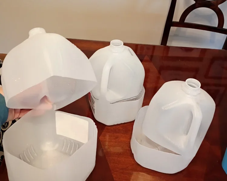 Cut recycled milk jugs prepared as DIY winter sowing containers for native plant seeds