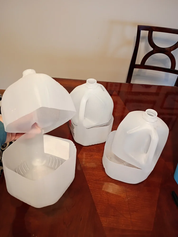 Cut recycled milk jugs prepared as DIY winter sowing containers for native plant seeds