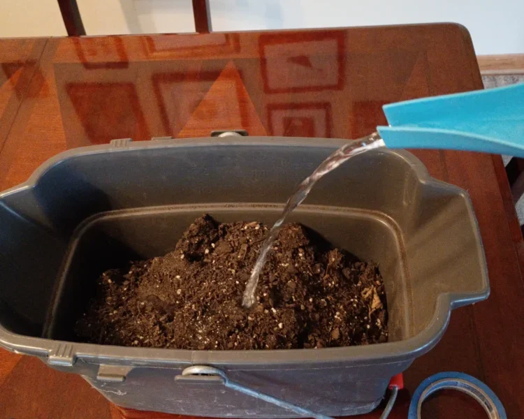 Moistening potting soil for DIY winter sowing of native plant seeds