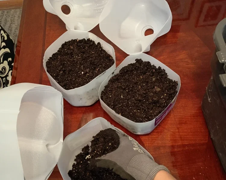 Filling recycled milk jug containers with soil for DIY winter sowing of native seeds