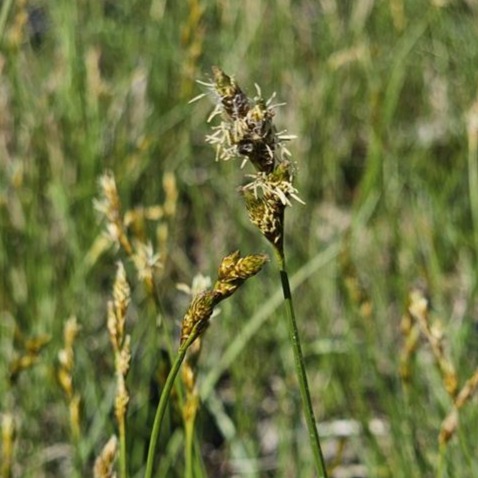 Bicknell's Sedge (Carex bicknelii) Six-pack