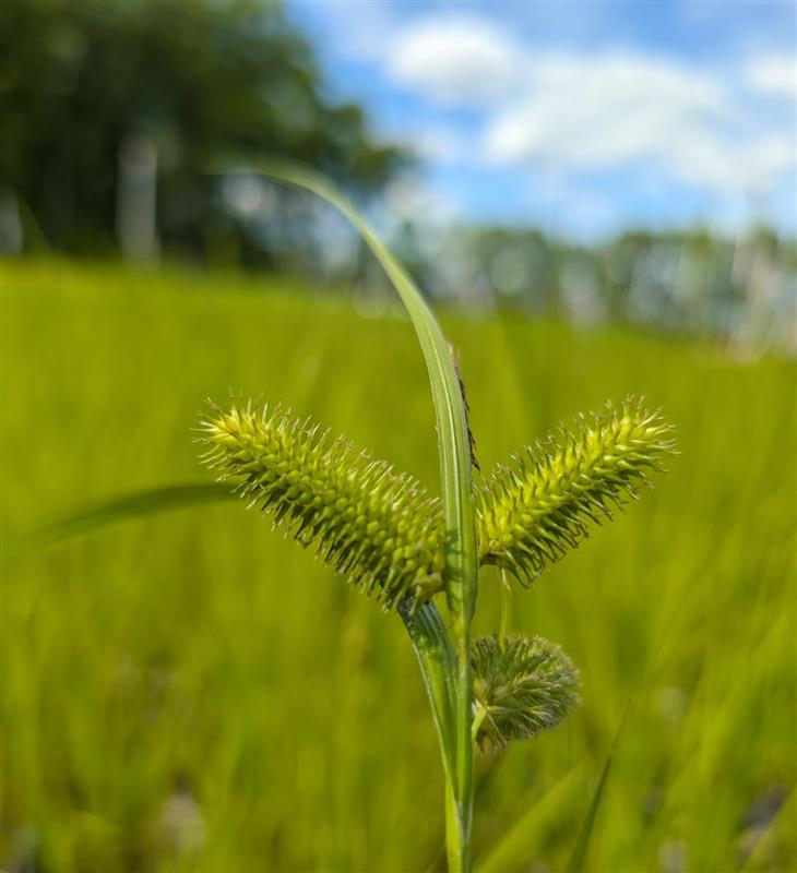 Bottlebrush Sedge (Carex comosa) - Image 2