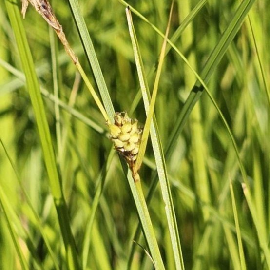 Woolly Sedge (Carex pellita)