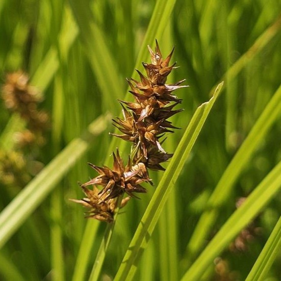 Awl-fruited Sedge (Carex Stipata) Six-pack
