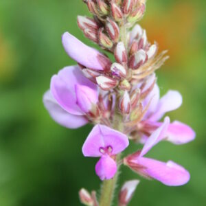 Showy Tick Trefoil (Desmodium canadense)