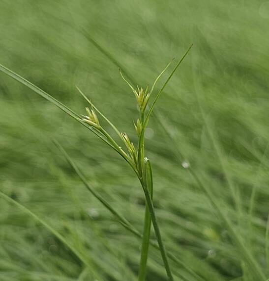 Path Rush (Juncus tenuis)
