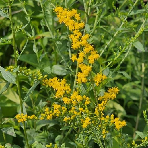 Elm Leaf Goldenrod (Solidago ulmifolia) Six-pack