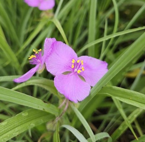 Long-Bracted Spiderwort (Tradescantia bracteata)