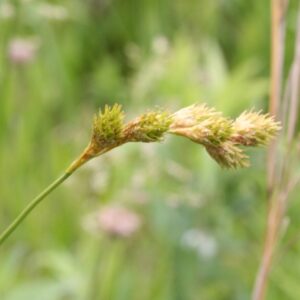 Pointed Broom Sedge (Carex scoparia) Six-pack