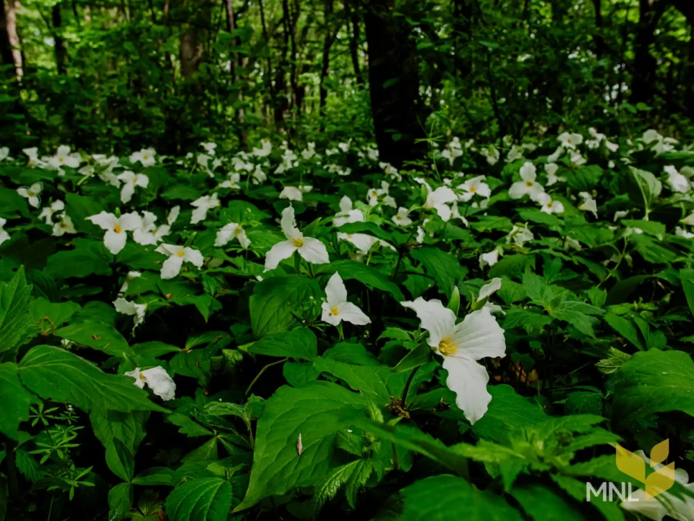 A patch of Trillium blooming in the forest