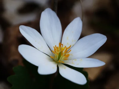 Bloodroot Sanguinaria canadensis blooming flower