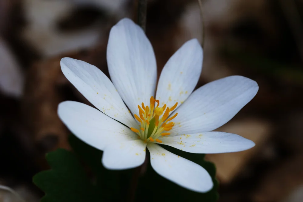 Bloodroot Sanguinaria canadensis blooming flower