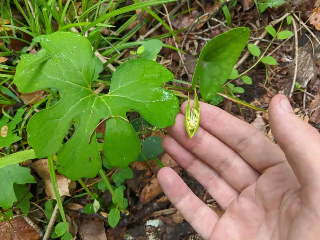 Hand holds a seed pod produced from a Bloodroot plant