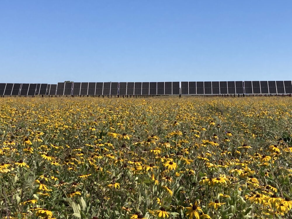 Solar site with Black-eyed Susan