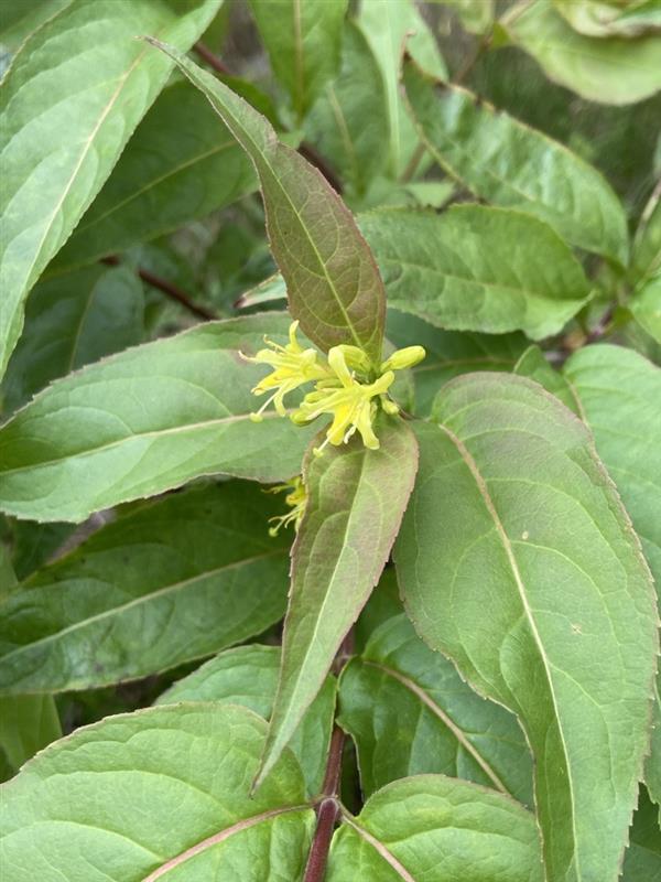 Dwarf-bush Honeysuckle (Diervilla lonicera) - Image 2