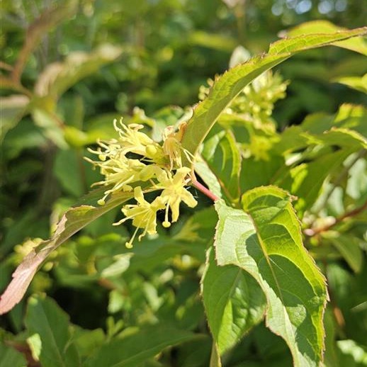 Dwarf-bush Honeysuckle (Diervilla lonicera)
