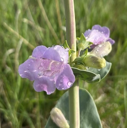 Large-flowered Penstemon (Penstemon grandiflorus) Six-pack