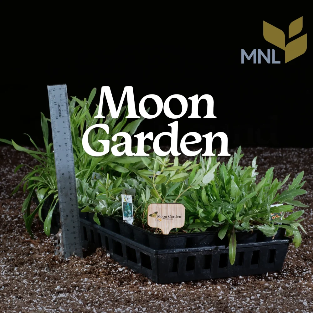 Moon garden native plant kit